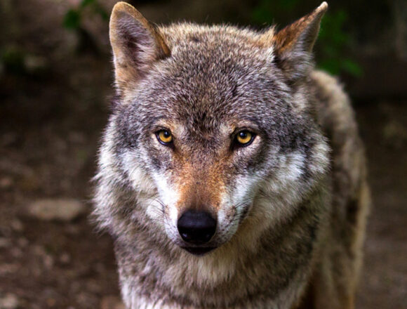 Άνδρας δέχθηκε επίθεση από λύκο στο Τατόι