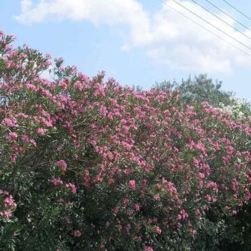Ενημέρωση για τη σύσταση του Υπουργείου Υγείας σχετικά με την πικροδάφνη