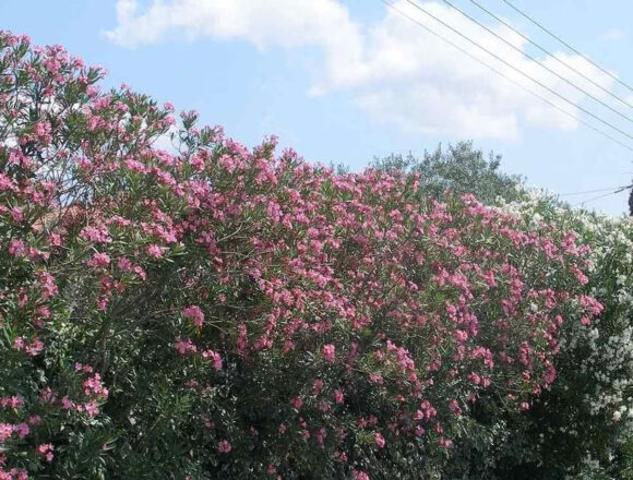 Ενημέρωση για τη σύσταση του Υπουργείου Υγείας σχετικά με την πικροδάφνη