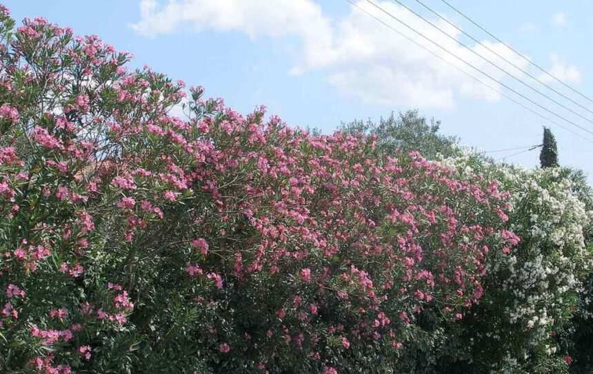 Ενημέρωση για τη σύσταση του Υπουργείου Υγείας σχετικά με την πικροδάφνη