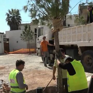 KOROPI_DENTRA 2 Τοποθετήθηκαν πέντε μεγάλα δέντρα στην κεντρική πλατεία