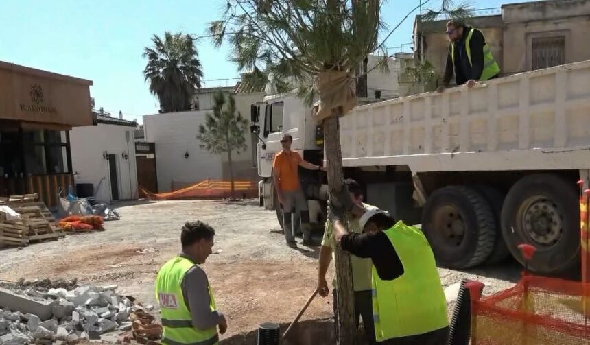 Τοποθετήθηκαν πέντε μεγάλα δέντρα στην κεντρική πλατεία
