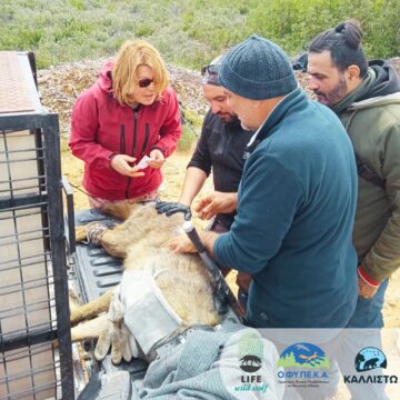 LIFE WILD WOLF (1) Αντιμετώπιση των περιστατικών ισχυρής εξοικείωσης λύκων στην Πάρνηθα