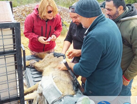 Αντιμετώπιση των περιστατικών ισχυρής εξοικείωσης λύκων στην Πάρνηθα