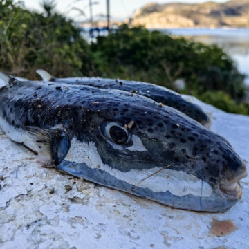 LAGOKEFALOS Αναληθή τα δημοσιεύματα για επίθεση λαγοκέφαλου σε λουόμενη στη Βάρκιζα