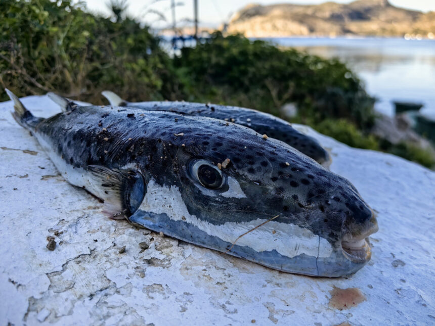 LAGOKEFALOS Αναληθή τα δημοσιεύματα για επίθεση λαγοκέφαλου σε λουόμενη στη Βάρκιζα