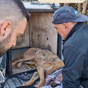 LYKOS_APEGKLOBISMOS APO THILIA 2 Η ιστορία ενός λύκου που διασώθηκε από παράνομη θηλιά στην Ανατολική Αττική