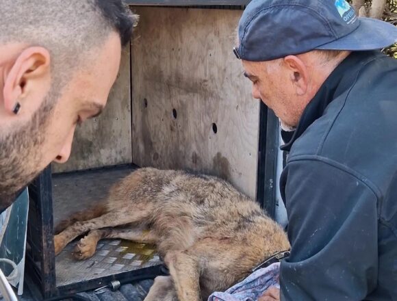 Η ιστορία ενός λύκου που διασώθηκε από παράνομη θηλιά στην Ανατολική Αττική