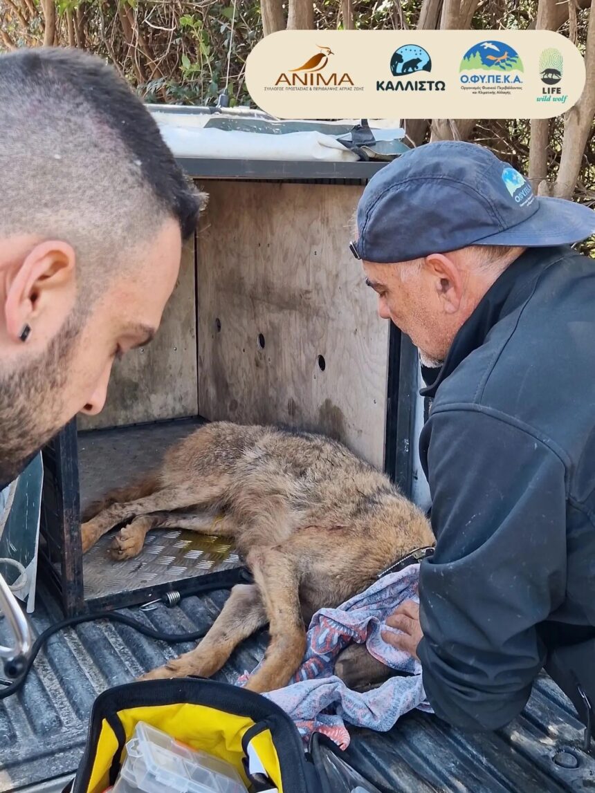 Η ιστορία ενός λύκου που διασώθηκε από παράνομη θηλιά στην Ανατολική Αττική
